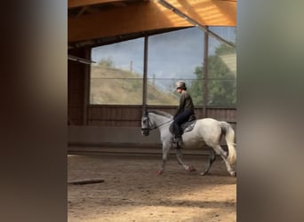 Demi-sang polonais, Jument, 9 Ans, 161 cm