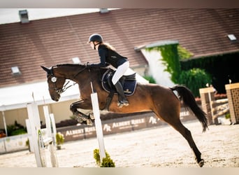 Demi-sang polonais, Jument, 9 Ans, 164 cm, Bai brun foncé