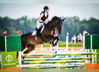 Demi-sang polonais, Jument, 9 Ans, 164 cm, Bai brun foncé