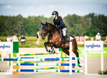 Demi-sang polonais, Jument, 9 Ans, 164 cm, Bai brun foncé