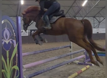 Demi-sang polonais, Jument, 9 Ans, 165 cm, Alezan