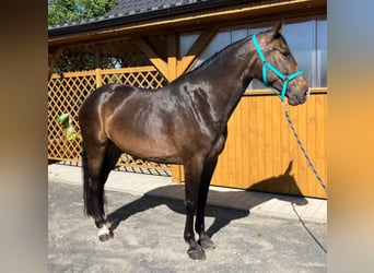 Demi-sang polonais, Jument, 9 Ans, 170 cm, Bai brun