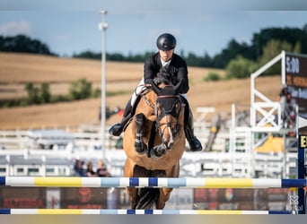 Demi-sang polonais, Jument, 9 Ans, 172 cm
