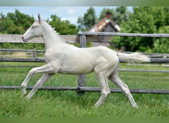 Demi-sang polonais, Jument, , 165 cm, Cremello