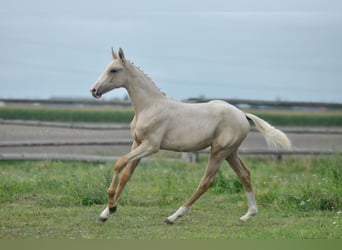 Demi-sang polonais, Jument, Poulain (04/2024), 165 cm, Palomino