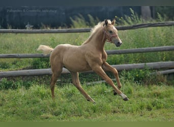 Demi-sang polonais, Jument, Poulain (05/2024), 168 cm, Palomino