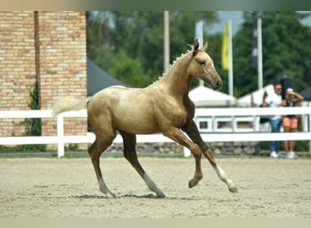 Demi-sang polonais, Jument, Poulain (04/2024), 168 cm, Palomino