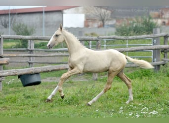 Demi-sang polonais, Jument, Poulain (03/2024), 170 cm, Palomino