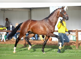 Hanoverian, Stallion, 6 years, 16.3 hh, Brown