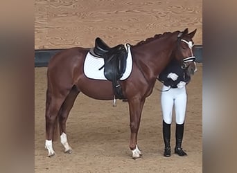 Duitse rijpony, Hengst, 4 Jaar, 147 cm, Vos