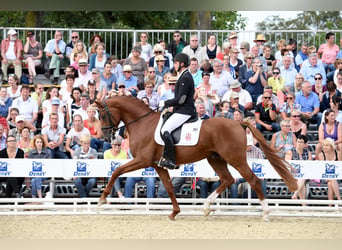 Hannoveraan, Hengst, 13 Jaar, 173 cm, Vos