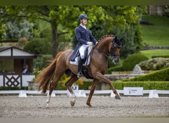 Hannoveraan, Hengst, 13 Jaar, 173 cm, Vos