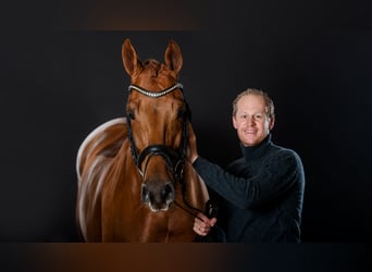 Hannoveraan, Hengst, 13 Jaar, 173 cm, Vos