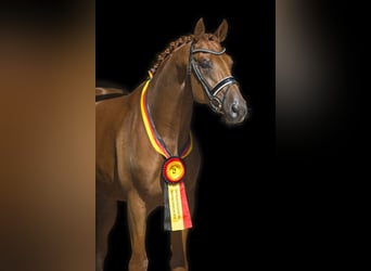 Hanoverian, Stallion, 11 years, 17 hh, Chestnut-Red