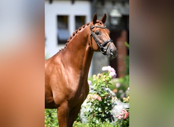 Hanoverian, Stallion, 11 years, 17 hh, Chestnut-Red
