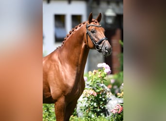 Hanovrien, Étalon, 13 Ans, 173 cm, Alezan