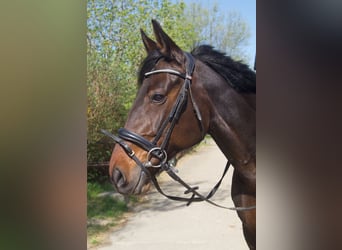 Deutscher Traber, Stute, 10 Jahre, 160 cm, Brauner