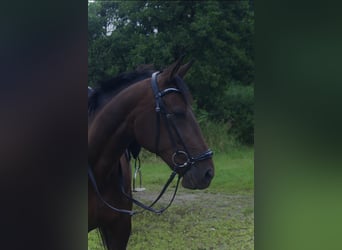 Deutscher Traber, Stute, 10 Jahre, 160 cm, Brauner
