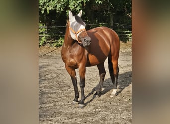 Deutscher Traber, Stute, 10 Jahre, 160 cm, Brauner