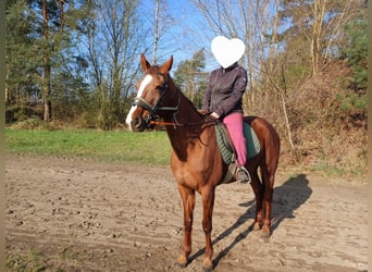 Deutscher Traber, Stute, 10 Jahre, 162 cm, Dunkelfuchs