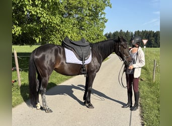 Deutscher Traber, Stute, 12 Jahre, 155 cm, Dunkelbrauner