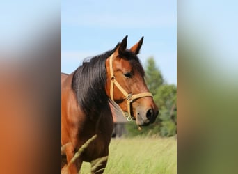 Deutscher Traber, Stute, 12 Jahre, 160 cm, Brauner