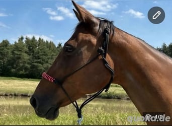 Deutscher Traber, Stute, 12 Jahre, 161 cm, Rotbrauner