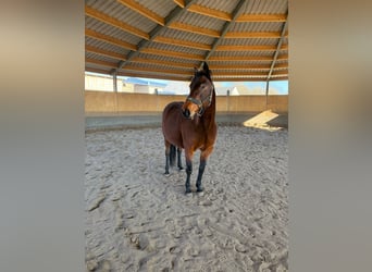 Deutscher Traber, Stute, 12 Jahre, 165 cm, Brauner