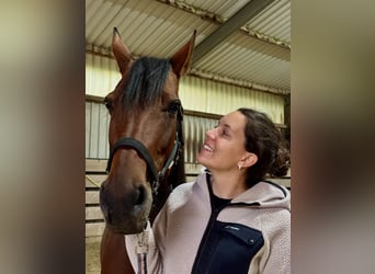 Deutscher Traber, Stute, 12 Jahre, Brauner