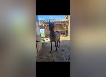 Deutscher Traber, Stute, 13 Jahre, 165 cm