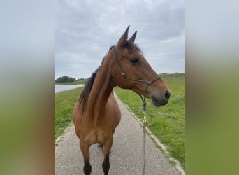 Deutscher Traber Mix, Stute, 14 Jahre, 153 cm, Dunkelbrauner