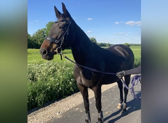 Deutscher Traber, Stute, 16 Jahre, 155 cm, Rappe