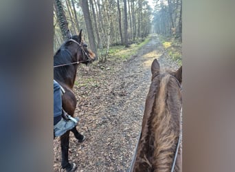 Deutscher Traber, Stute, 17 Jahre, Brauner