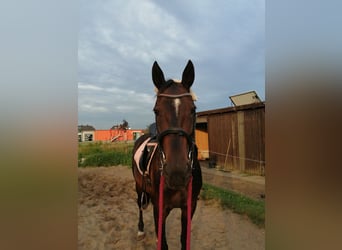 Deutscher Traber, Stute, 18 Jahre, 160 cm, Brauner
