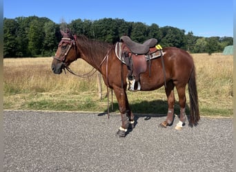 Deutscher Traber, Stute, 23 Jahre, 149 cm, Fuchs