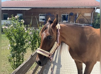 Deutscher Traber, Stute, 3 Jahre, 153 cm, Brauner