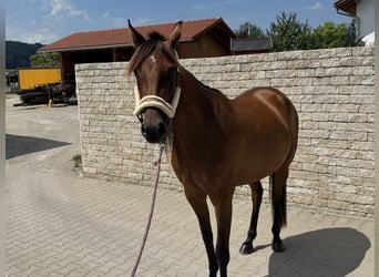 Deutscher Traber, Stute, 3 Jahre, 153 cm, Brauner