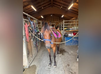 Deutscher Traber, Stute, 3 Jahre, 153 cm, Brauner