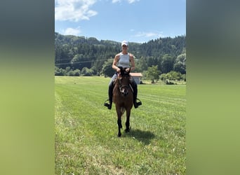 Deutscher Traber, Stute, 3 Jahre, 153 cm, Brauner