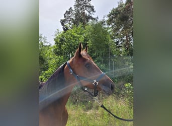 Deutscher Traber, Stute, 3 Jahre, 157 cm, Brauner