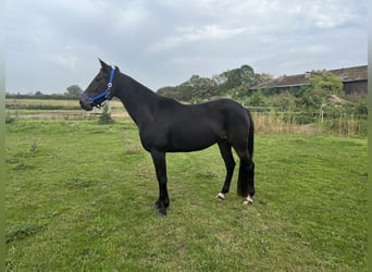 Deutscher Traber, Stute, 3 Jahre, 158 cm, Rappe