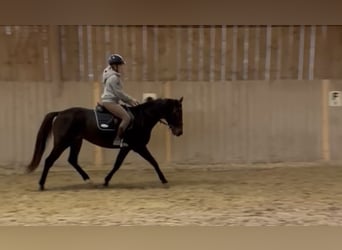 Deutscher Traber, Stute, 4 Jahre, 156 cm, Dunkelbrauner