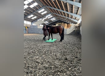 Deutscher Traber, Stute, 5 Jahre, 155 cm, Dunkelbrauner