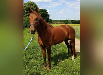 Deutscher Traber, Stute, 6 Jahre, 153 cm, Fuchs