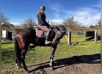 Deutscher Traber, Stute, 6 Jahre, 165 cm, Brauner