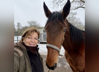 Deutscher Traber, Stute, 6 Jahre, 170 cm, Brauner