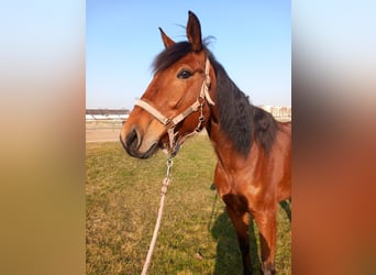 Deutscher Traber, Stute, 7 Jahre, 155 cm, Brauner