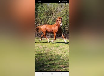 Deutscher Traber, Stute, 7 Jahre, 164 cm, Fuchs