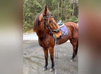 Deutscher Traber, Stute, 7 Jahre, 165 cm, Dunkelbrauner