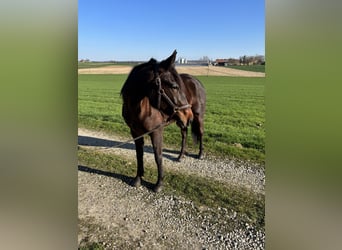 Deutscher Traber, Stute, 7 Jahre, 165 cm, Dunkelbrauner